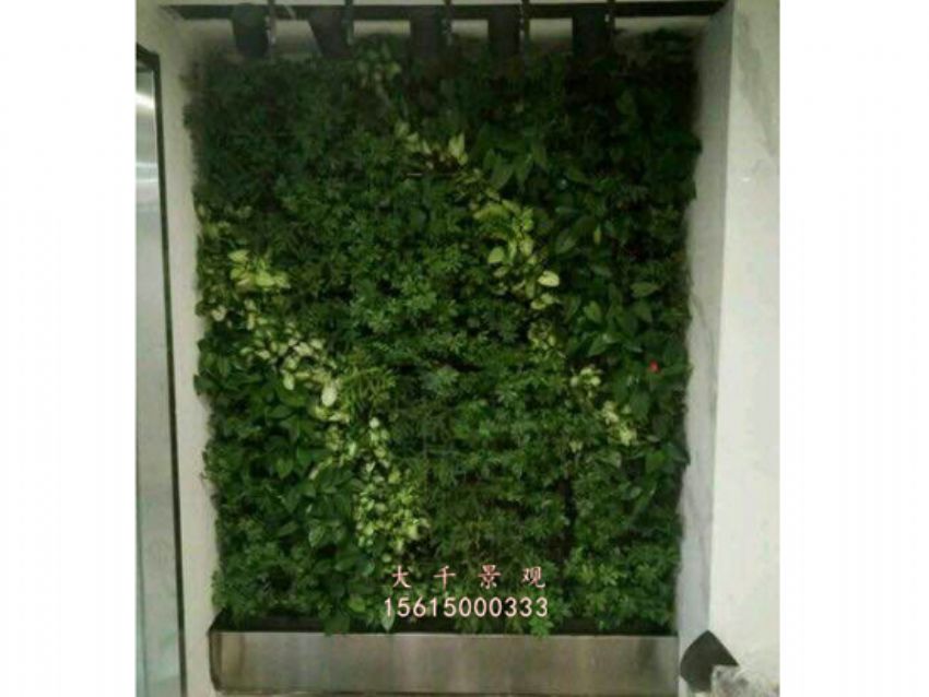 點擊查看詳細信息<br>標題：綠植墻 閱讀次數：2161